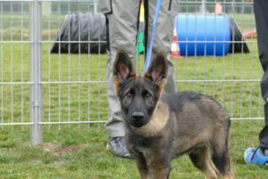 Welpen1