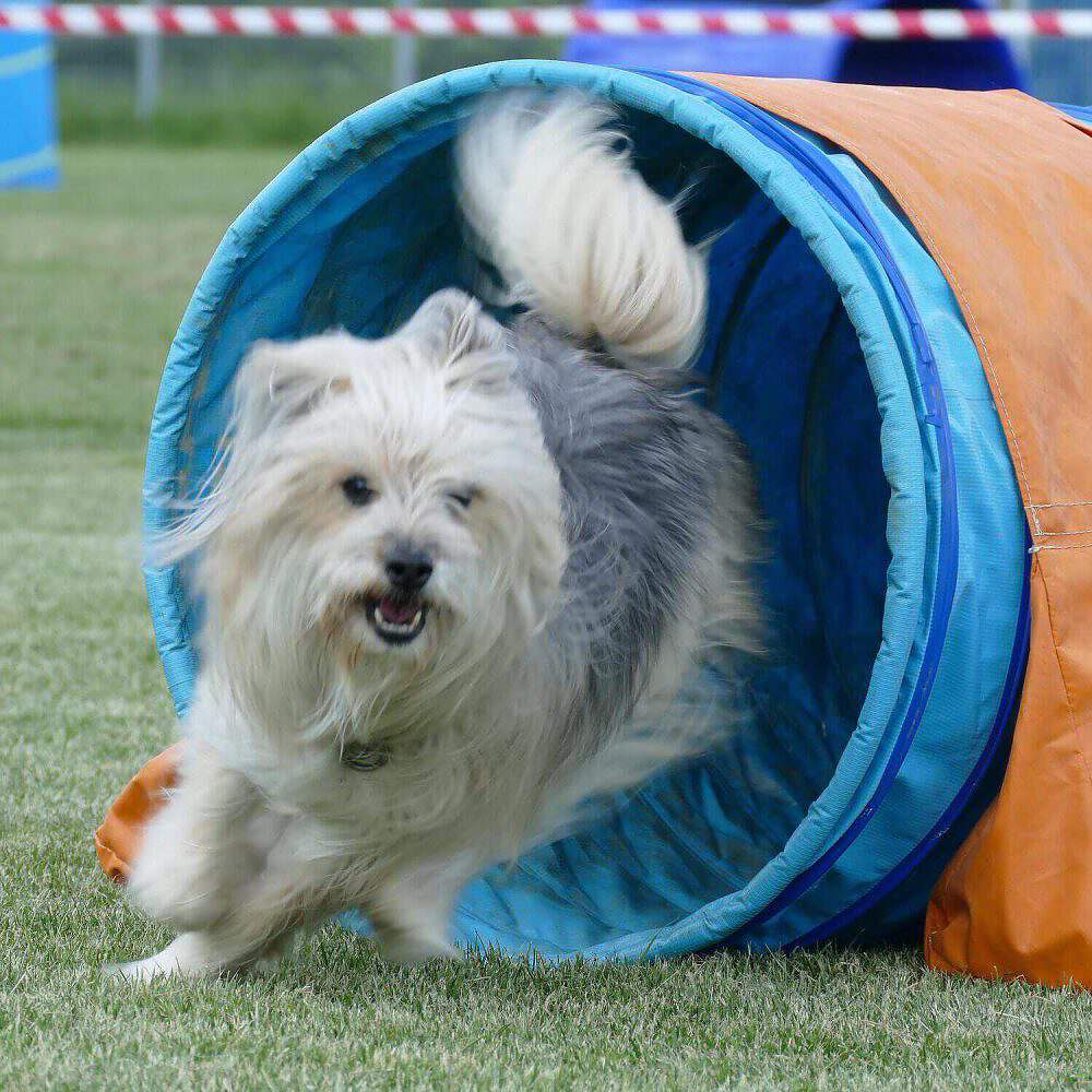 Agility